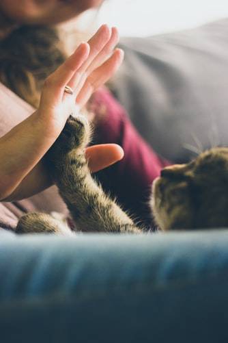 Mão humana enconstando em uma pata de um gato como cumprimento