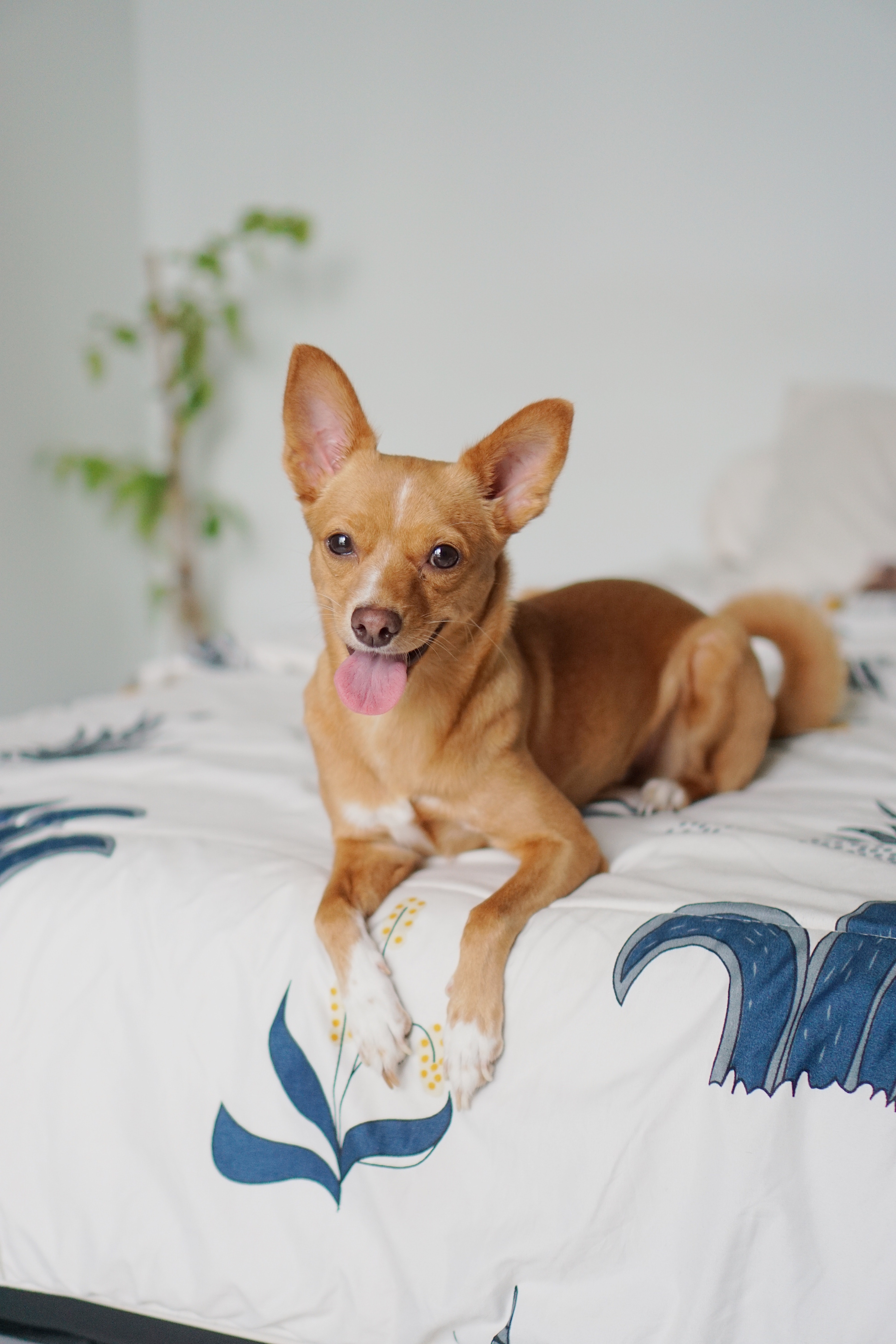 Cachorro deitado com a língua de fora olhando para você