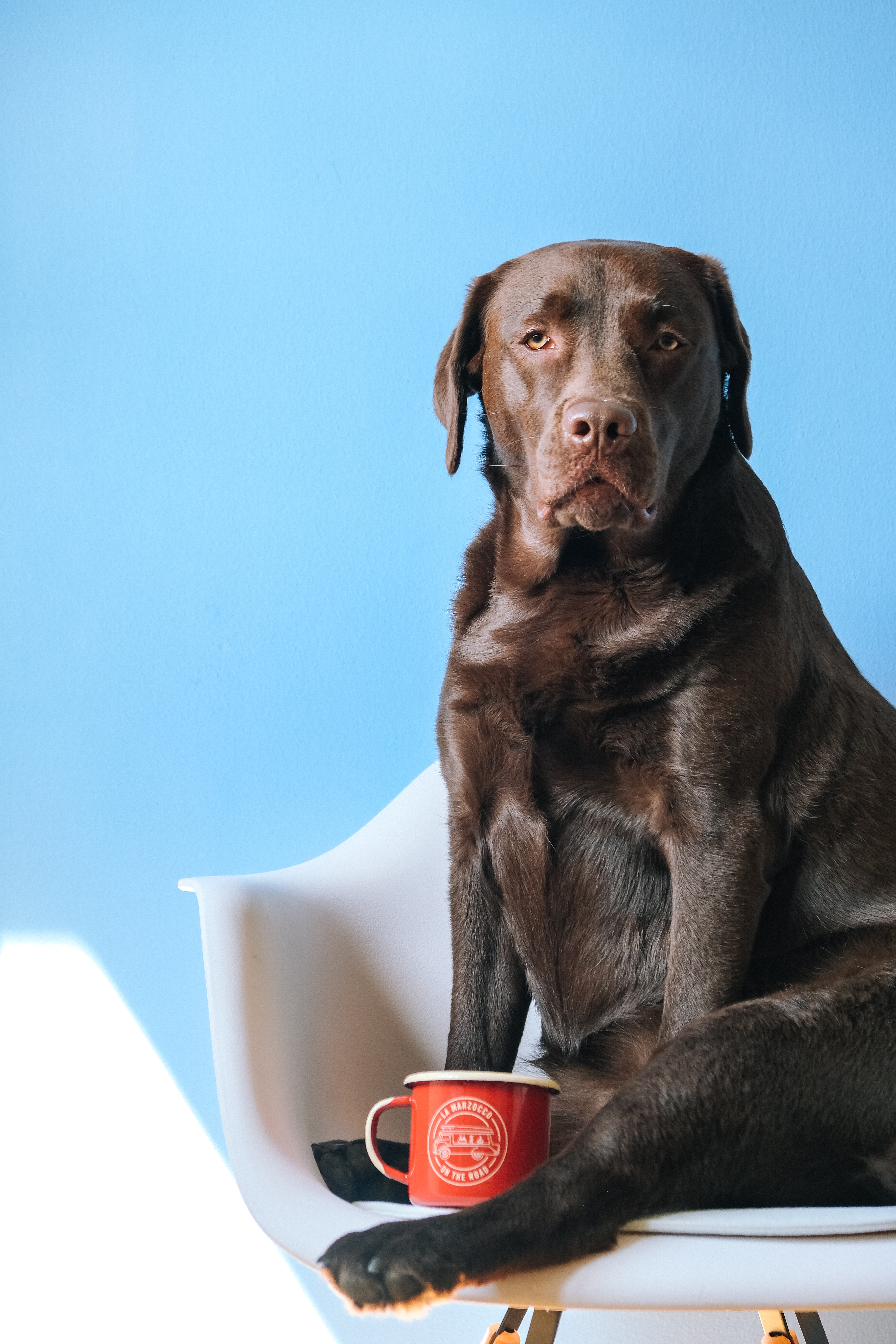 Cachorro marrom sentado em cadeira Olhando para você